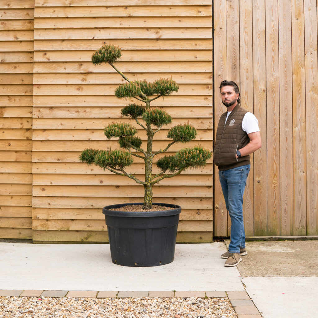 PinusNorskeCloudTree-4