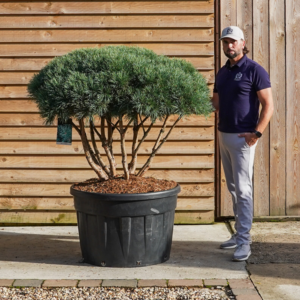 ON_Pinus Sylvestre Watereri Multistem36