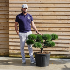 OrchardNurseries Pinus Nigra Cloud Bonsai