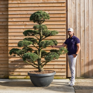 Pinus Mugo Cloud Tree29