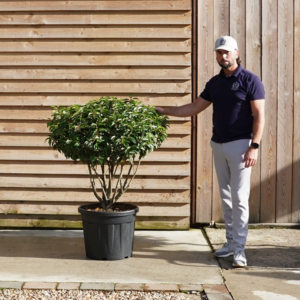 OrchardNurseriesPrunus Lusitanica SEPT-16.jpg