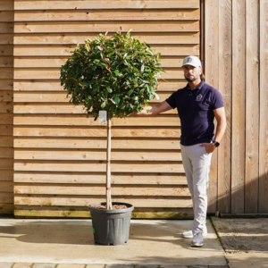 Photinia x fraseri 'Red Robin'12