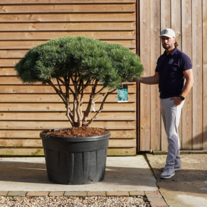 Pinus Sylvestre Watereri Multistem33