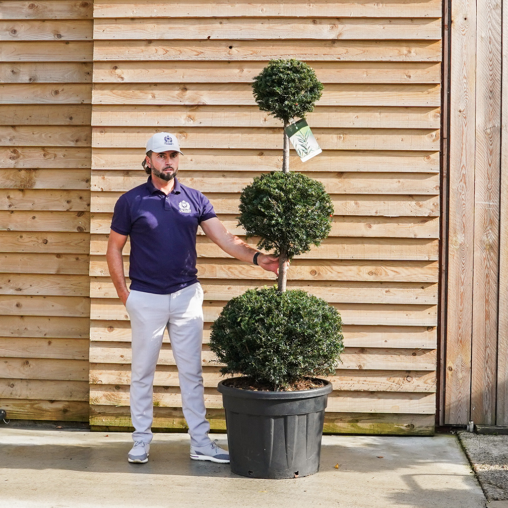 Taxus Baccata Yew Triple Ball
