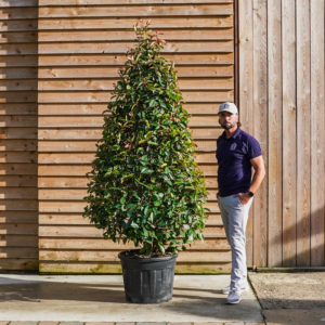 OrchardNurseriesPhotinia Red Robin Cone27.